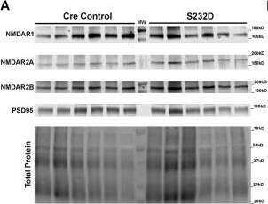 Fig.7.A showing Western Blotting from the publication: A novel 14-3-3θ phosphomimetic mouse model demonstrates social dominance defects.