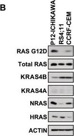 Fig.6.B showing Western Blotting from the publication: Validation of a small molecule inhibitor of PDE6D-RAS interaction with favorable anti-leukemic effects.