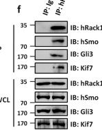 Fig.7.F showing Western Blotting from the publication: Dual functions of Rack1 in regulating Hedgehog pathway.