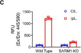 Fig.7.C from the publication: Base-Exchange Enabling the Visualization of SARM1 Activities in Sciatic Nerve-Injured Mice.
