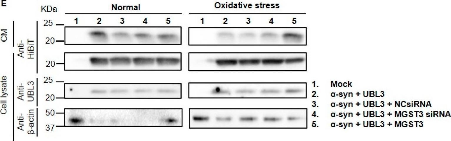 Fig.5.E showing Western Blotting in a Homo sapiens (Human) sample from the publication: Alpha-Synuclein Interaction with UBL3 Is Upregulated by Microsomal Glutathione S-Transferase 3, Leading to Increased Extracellular Transport of the Alpha-Synuclein under Oxidative Stress.