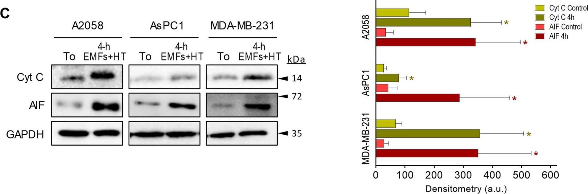 Fig.3.C showing Western Blotting from the publication: Externally Applied Electromagnetic Fields and Hyperthermia Irreversibly Damage Cancer Cells.