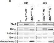 Fig.2.B showing Western Blotting from the publication: Oncogenic kit triggers Shp2/Erk1/2 pathway to down-regulate the pro-apoptotic protein Bim and to promote apoptosis resistance in leukemic cells.