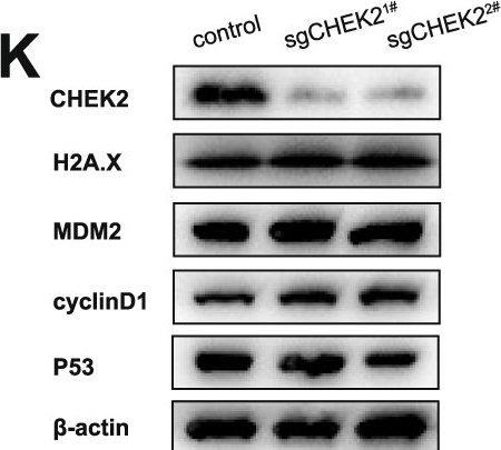 Fig.2.K showing Western Blotting from the publication: CHEK2 knockout is a therapeutic target for TP53-mutated hepatocellular carcinoma.