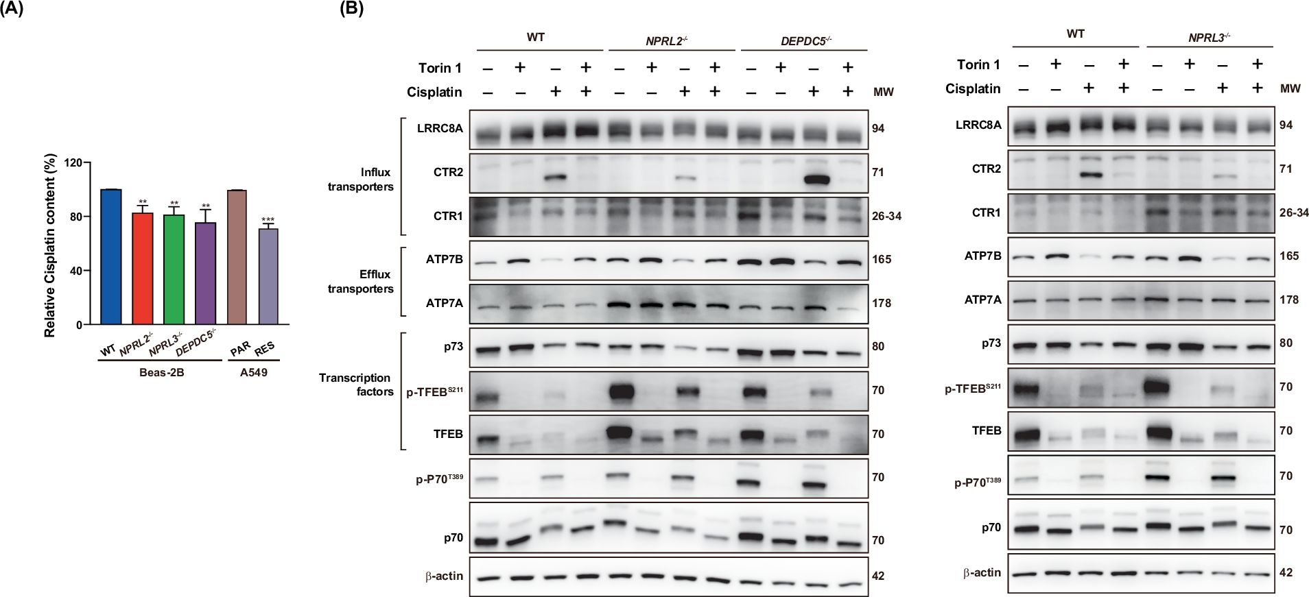 Fig.6.A showing Western Blotting in a Homo sapiens (Human) sample from the publication: GATOR1 complex controls cisplatin sensitivity.