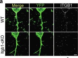 Fig.8.A showing Immunocytochemistry-immunofluorescence in a Mus musculus (House mouse) sample from the publication: The axon initial segment-associated microglia regulate neuronal activity and visual perception.