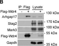 Fig.6.B showing Western Blotting in a Mus musculus (House mouse) sample from the publication: Wdr4 promotes cerebellar development and locomotion through Arhgap17-mediated Rac1 activation.