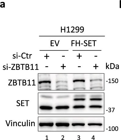 Fig.4.A showing Western Blotting from the publication: Oncoprotein SET-associated transcription factor ZBTB11 triggers lung cancer metastasis.
