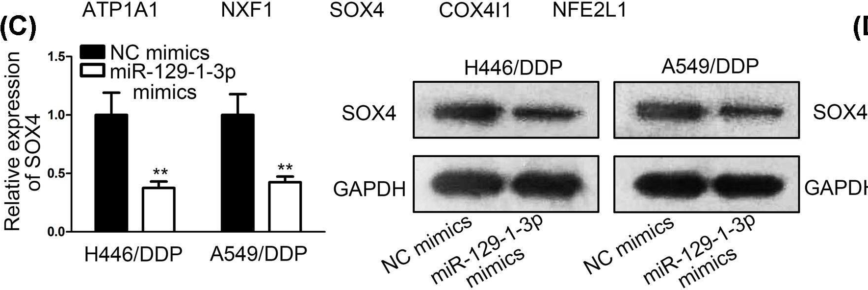 Fig.4.C showing Western Blotting from the publication: NORAD accelerates chemo-resistance of non-small-cell lung cancer via targeting at miR-129-1-3p/SOX4 axis.