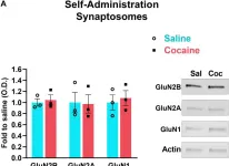 Fig.2.A showing Western Blotting from the publication: Cocaine-Induced Synaptic Redistribution of NMDARs in Striatal Neurons Alters NMDAR-Dependent Signal Transduction.