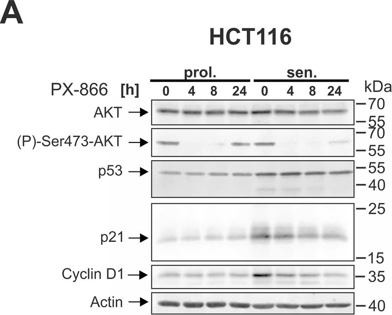 Fig.5.A showing Western Blotting from the publication: Combined inhibition of class 1-PI3K-alpha and delta isoforms causes senolysis by inducing p21WAF1/CIP1 proteasomal degradation in senescent cells.