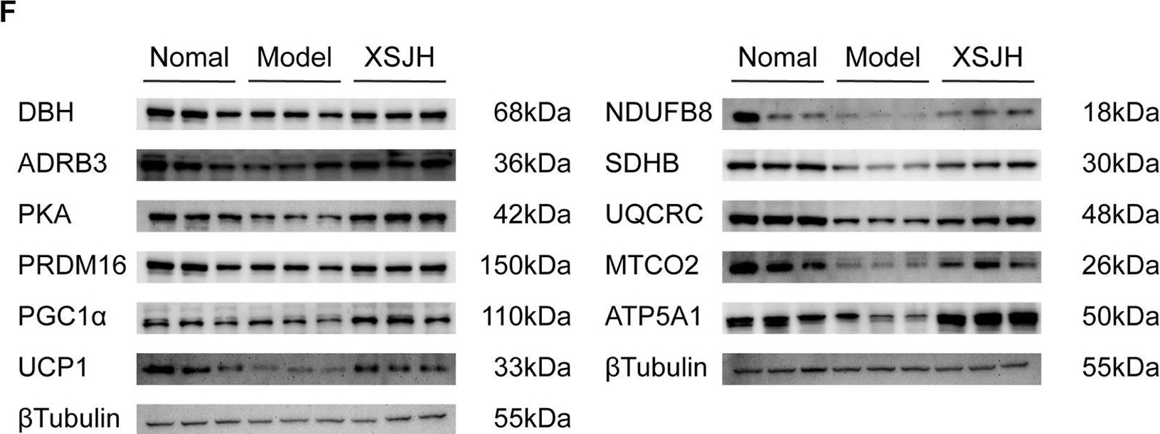 Fig.4.F showing Western Blotting from the publication: Xiasangju alleviate metabolic syndrome by enhancing noradrenaline biosynthesis and activating brown adipose tissue.