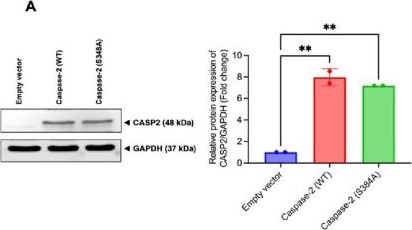 Fig.5.A showing Western Blotting from the publication: Caspase-2 inhibits mitochondrial respiration in colorectal adenocarcinoma cells.