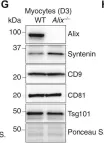 Fig.4.G showing Western Blotting in a Mus musculus (House mouse) sample from the publication: Distinct functions of dimeric and monomeric scaffold protein Alix in regulating F-actin assembly and loading of exosomal cargo.