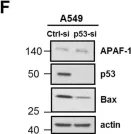 Fig.2.T showing Western Blotting from the publication: Impact of p53 status on TRAIL-mediated apoptotic and non-apoptotic signaling in cancer cells.