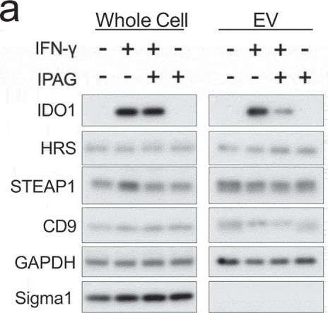 Fig.7.A showing Western Blotting from the publication: Sigma1 inhibitor suppression of adaptive immune resistance mechanisms mediated by cancer cell derived extracellular vesicles.