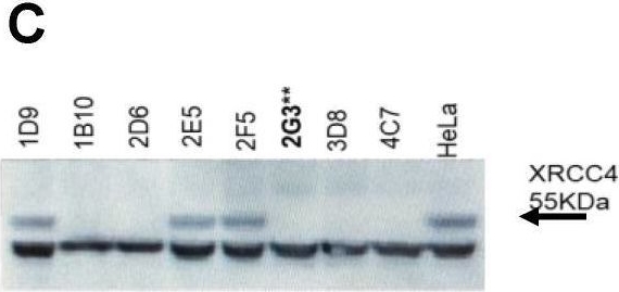 Fig.1.C showing Western Blotting from the publication: XRCC4 and MRE11 Roles and Transcriptional Response to Repair of TALEN-Induced Double-Strand DNA Breaks.