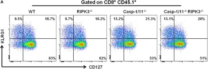 Fig.6.A showing Flow cytometry/Cell sorting in a Mus musculus (House mouse) sample from the publication: RIPK3 and Caspase-1/11 Are Necessary for Optimal Antigen-Specific CD8 T Cell Response Elicited by Genetically Modified Listeria monocytogenes.
