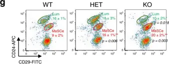 Fig.1.G showing Flow cytometry/Cell sorting in a Mus musculus (House mouse) sample from the publication: TET2 directs mammary luminal cell differentiation and endocrine response.