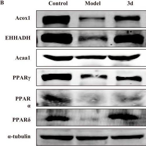 Fig.6.B showing Western Blotting in a Mus musculus (House mouse) sample from the publication: Compound 3d Attenuates Metabolic Dysfunction-Associated Steatohepatitis via Peroxisome Proliferator-Activated Receptor Pathway Activation and Inhibition of Inflammatory and Apoptotic Signaling.
