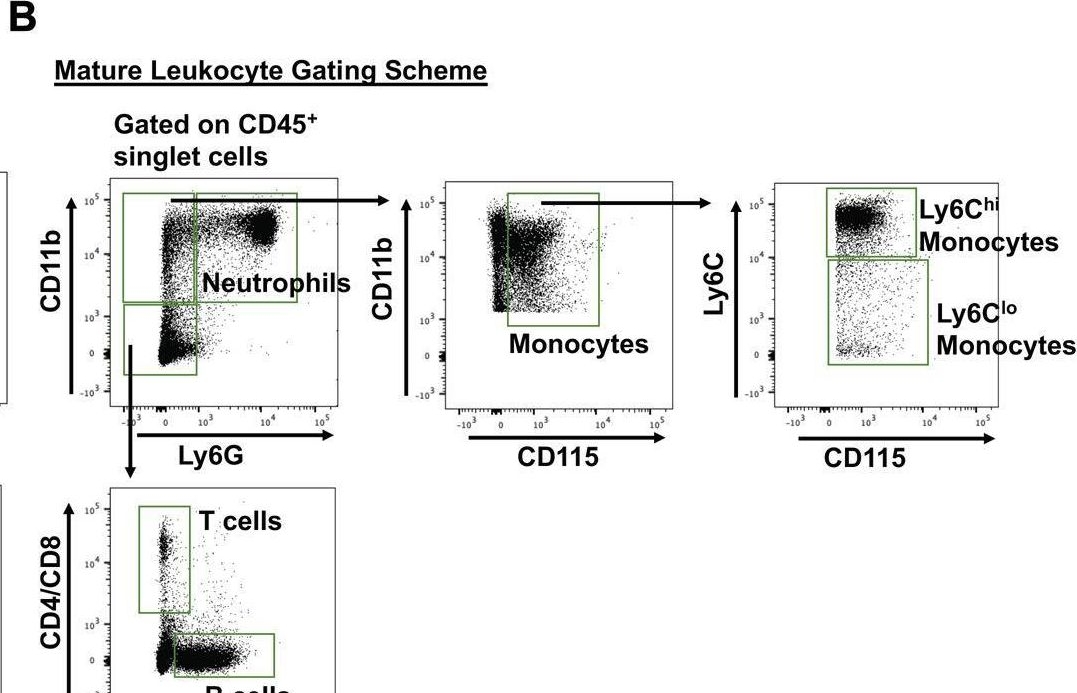 Fig.4.B showing Flow cytometry/Cell sorting from the publication: Lipolysis of bone marrow adipocytes is required to fuel bone and the marrow niche during energy deficits.