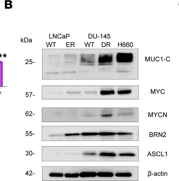 Fig.6.B showing Western Blotting in a Homo sapiens (Human) sample from the publication: MUC1-C dependence in treatment-resistant prostate cancer uncovers a target for antibody-drug conjugate therapy.
