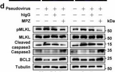 Raka様、ご購入用 Phospho-MLKL (Ser358) (D6H3V) Rabbit Monoclonal Antibody | Cell