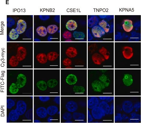 Fig.3.E showing Immunocytochemistry-immunofluorescence in a Homo sapiens (Human) sample from the publication: The nuclear transportation of CHRONO regulates the circadian rhythm.