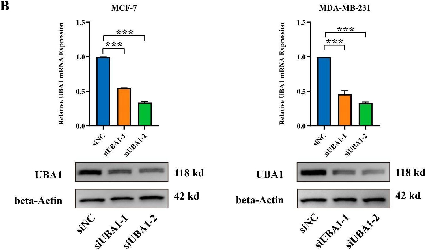 Fig.7.B showing Western Blotting in a Homo sapiens (Human) sample from the publication: Ubiquitin-Activating Enzyme E1 (UBA1) as a Prognostic Biomarker and Therapeutic Target in Breast Cancer: Insights into Immune Infiltration and Functional Implications.