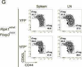 Fig.4.G showing Flow cytometry/Cell sorting in a Mus musculus (House mouse) sample from the publication: Ripk1 is critical for preserving effector regulatory T cells and the suppressive transcriptional program in regulatory T cells.