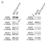 Fig.1.B showing Western Blotting from the publication: Inflammation-Associated Microsatellite Alterations Caused by MSH3 Dysfunction Are Prevalent in Ulcerative Colitis and Increase With Neoplastic Advancement.