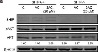 Fig.6.A showing Western Blotting in a Mus musculus (House mouse) sample from the publication: SHIP blocks (MDP + LPS)-induced synergy in macrophages independent of catalytic activity.