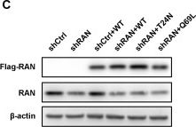Fig.4.C showing Western Blotting from the publication: RANBP3 and RAN orchestrate CRM1-mediated nuclear export of hepatitis B virus RNAs.