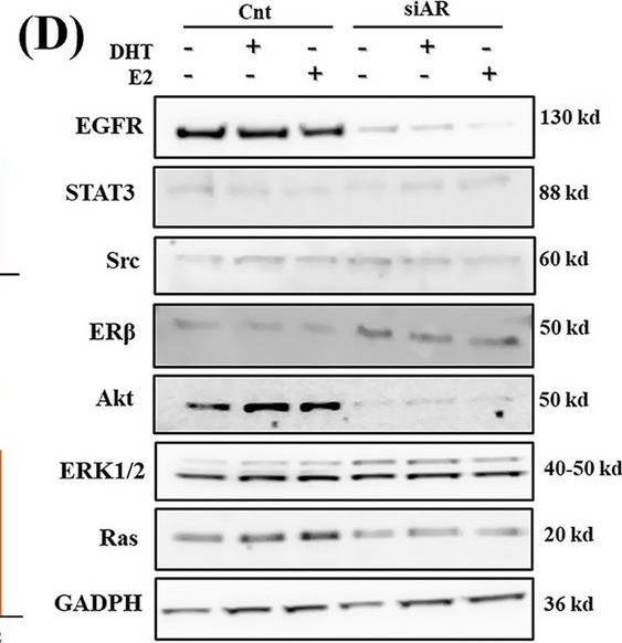 Fig.2.D showing Western Blotting in a Canis lupus familiaris (Domestic dog) sample from the publication: Androgen receptor activation promotes tumor progression in canine and human triple negative breast cancer cell lines.