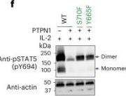 Phospho-Stat5 (Tyr694) Antibody | Cell Signaling Technology