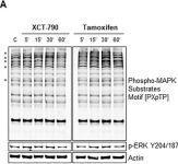 Phospho-MAPK Substrates Motif [PXpTP] MultiMab® Rabbit mAb