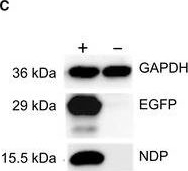 Fig.1.C showing Western Blotting from the publication: Systemic gene therapy rescues retinal dysfunction and hearing loss in a model of Norrie disease.