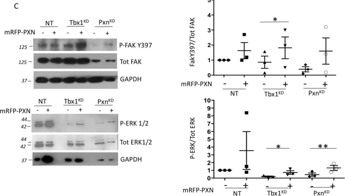 Fig.3.C showing Western Blotting in a Mus musculus (House mouse) sample from the publication: Tbx1 plays a critical role in focal adhesion dynamics through paxillin regulation.