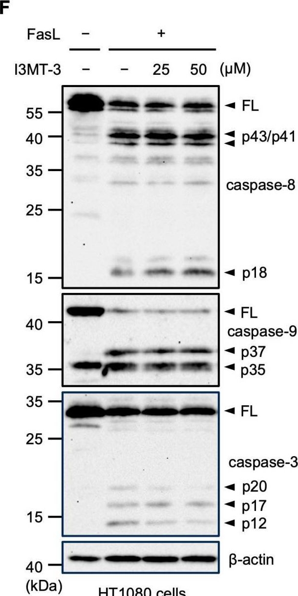 Fig.4.F showing Western Blotting in a Homo sapiens (Human) sample from the publication: The Selective 3-MST Inhibitor I3MT-3 Works as a Potent Caspase-1 Inhibitor.