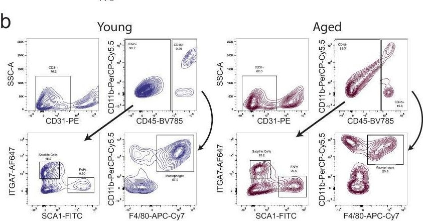 Fig.1.B showing Flow cytometry/Cell sorting in a Mus musculus (House mouse) sample from the publication: Transcriptional reprogramming of skeletal muscle stem cells by the niche environment.