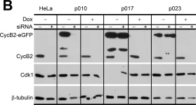 Fig.3.B showing Western Blotting from the publication: The kinetics of G2 and M transitions regulated by B cyclins.