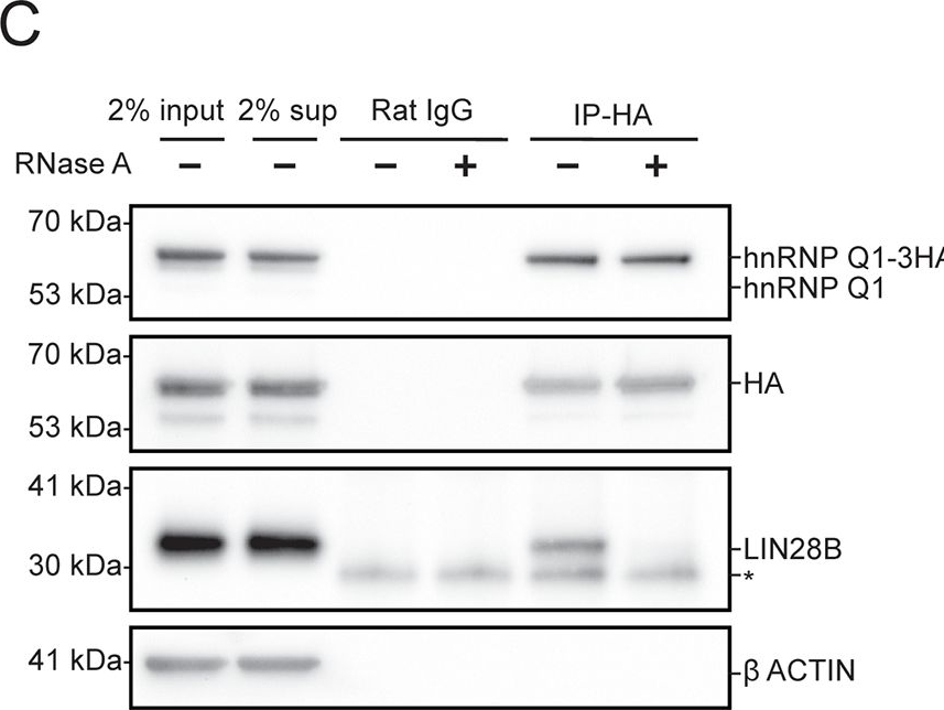 Fig.1.C showing Western Blotting in a Homo sapiens (Human) sample from the publication: hnRNP Q/SYNCRIP interacts with LIN28B and modulates the LIN28B/let-7 axis in human hepatoma cells.
