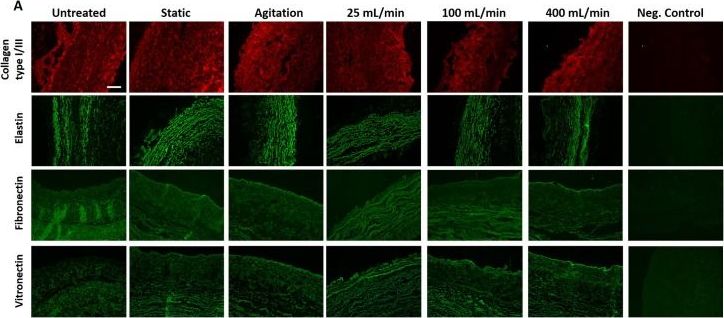 Fig.4.A showing Immunohistochemistry-paraffin-immunofluorescence in a Sus scrofa domesticus (Domestic pig) sample from the publication: Effect of fluid dynamics on decellularization efficacy and mechanical properties of blood vessels.
