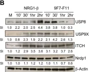 Fig.8.B showing Western Blotting from the publication: The anti-HER3 (ErbB3) therapeutic antibody 9F7-F11 induces HER3 ubiquitination and degradation in tumors through JNK1/2- dependent ITCH/AIP4 activation.