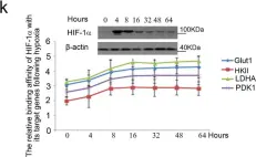 Fig.1.K showing Western Blotting in a Homo sapiens (Human) sample from the publication: The HIF-1α antisense long non-coding RNA drives a positive feedback loop of HIF-1α mediated transactivation and glycolysis.