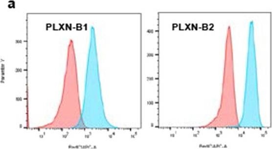 Fig.5.A showing Flow cytometry/Cell sorting from the publication: Semaphorin 4D is upregulated in neurons of diseased brains and triggers astrocyte reactivity.