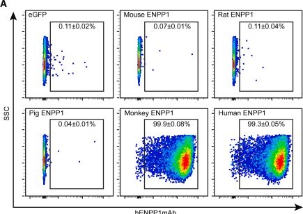 Fig.2.A showing Flow cytometry/Cell sorting from the publication: A humanized monoclonal antibody targeting an ectonucleotidase rescues cardiac metabolism and heart function after myocardial infarction.