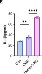 Fig.3.E showing Enzyme-linked immunosorbent assay from the publication: Homer1 ameliorates ischemic stroke by inhibiting necroptosis-induced neuronal damage and neuroinflammation.