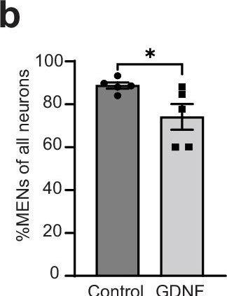 Fig.13.B from the publication: Age-associated changes in lineage composition of the enteric nervous system regulate gut health and disease.