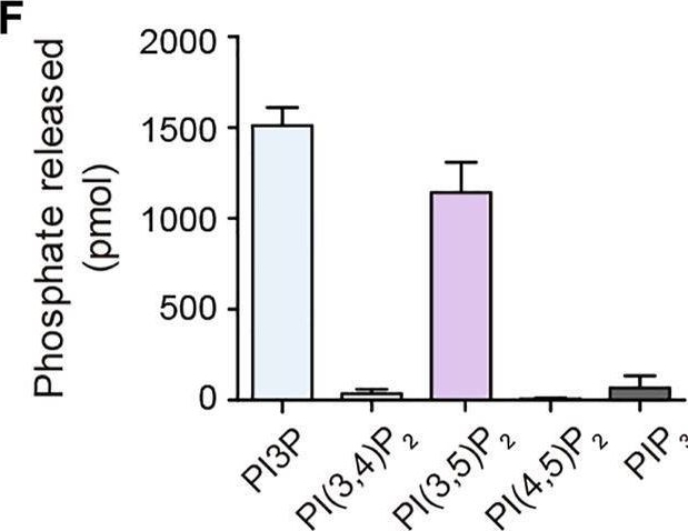 Fig.5.F from the publication: Gradients of PI(4,5)P2 and PI(3,5)P2 Jointly Participate in Shaping the Back State of Dictyostelium Cells.
